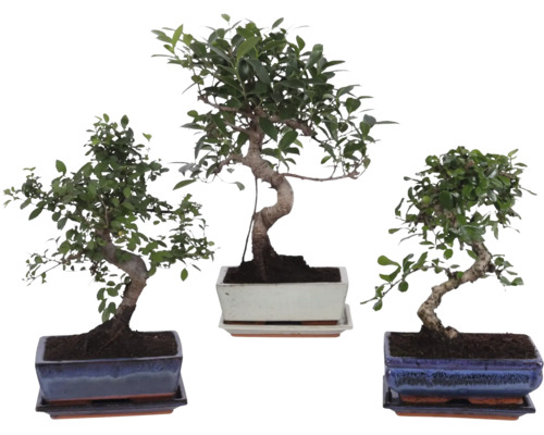 Drei verschiedene Bonsai Zimmerpflanzen in rechteckigen Keramikschalen mit passenden Untersetzern.
