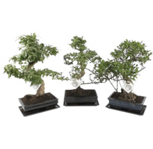 Drei verschiedene Bonsai-Bäume in rechteckigen Keramikschalen mit passenden Untersetzern.