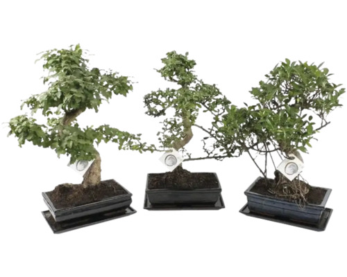 Drei verschiedene Bonsai-Bäume in rechteckigen Keramikschalen mit passenden Untersetzern.