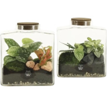 Zwei Glas-Terrarien mit verschiedenen Zimmerpflanzen, Moos, Steinen und Erde, jeweils mit einem Holzdeckel und dem expert elements Logo.