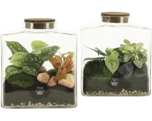 Zwei Glas-Terrarien mit verschiedenen Zimmerpflanzen, Moos, Steinen und Erde, jeweils mit einem Holzdeckel und dem expert elements Logo.