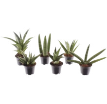 Sansevieria Mix, verschiedene Sorten Bogenhanf in schwarzen Kunststofftöpfen.
