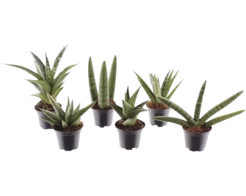 Sansevieria Mix, verschiedene Sorten Bogenhanf in schwarzen Kunststofftöpfen.