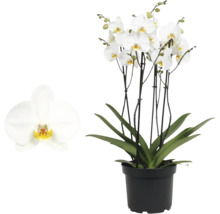 Phalaenopsis Orchidee mit weißen Blüten und grünen Blättern in einem schwarzen Kunststofftopf.