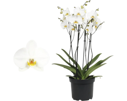 Phalaenopsis Orchidee mit weißen Blüten und grünen Blättern in einem schwarzen Kunststofftopf.
