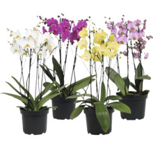 Vier Phalaenopsis-Orchideen in schwarzen Töpfen mit verschiedenfarbigen Blüten und grünen Blättern.