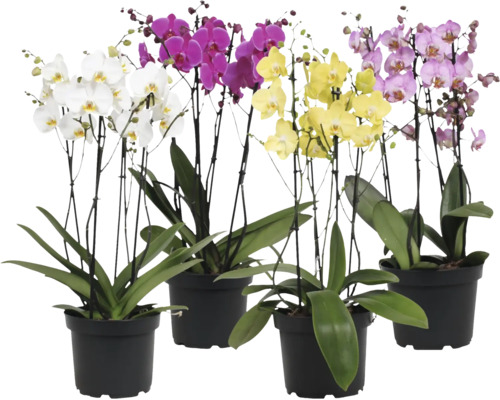 Vier Phalaenopsis-Orchideen in schwarzen Töpfen mit verschiedenfarbigen Blüten und grünen Blättern.