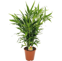 Grüne Goldfruchtpalme in einem braunen Kunststofftopf mit Foodieplant Logo.
