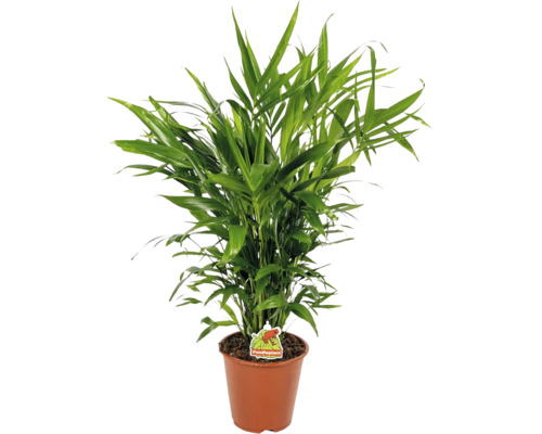 Grüne Goldfruchtpalme in einem braunen Kunststofftopf mit Foodieplant Logo.