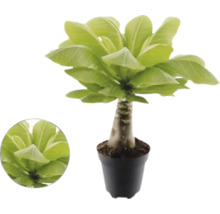 Hawaiianische Palme Brighamia insignis im Topf mit dickem Stamm und breiten grünen Blättern.