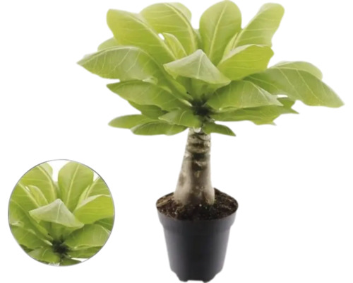 Hawaiianische Palme Brighamia insignis im Topf mit dickem Stamm und breiten grünen Blättern.