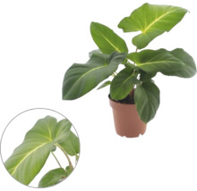 Philodendron im Kunststofftopf mit großen Blättern und Detailansicht eines Blattes.