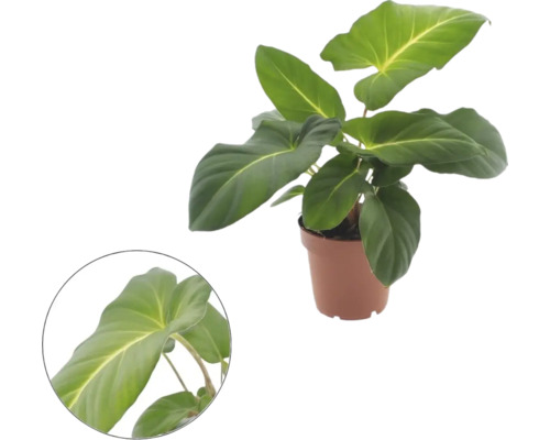 Philodendron im Kunststofftopf mit großen Blättern und Detailansicht eines Blattes.