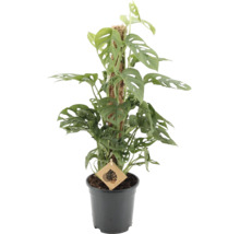 Zimmerpflanze Monstera adansonii mit gelochten Blättern an einem Moosstab in einem schwarzen Kunststofftopf.