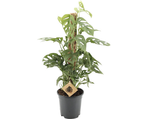 Zimmerpflanze Monstera adansonii mit gelochten Blättern an einem Moosstab in einem schwarzen Kunststofftopf.