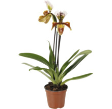 Frauenschuh-Orchidee Paphiopedilum im Topf mit zwei Blüten und Blättern.