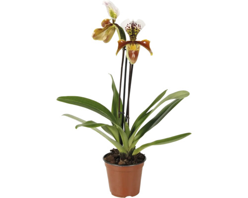 Frauenschuh-Orchidee Paphiopedilum im Topf mit zwei Blüten und Blättern.