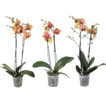 Drei Phalaenopsis-Orchideen mit jeweils zwei Trieben in transparenten Kunststofftöpfen.