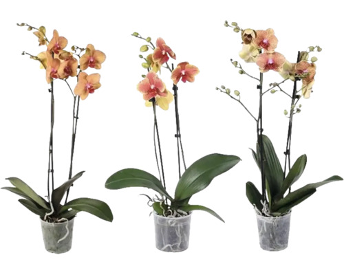 Drei Phalaenopsis-Orchideen mit jeweils zwei Trieben in transparenten Kunststofftöpfen.