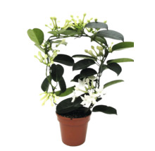 Stephanotis floribunda Kranzschlinge im Topf mit Rankhilfe und weißen Blüten.
