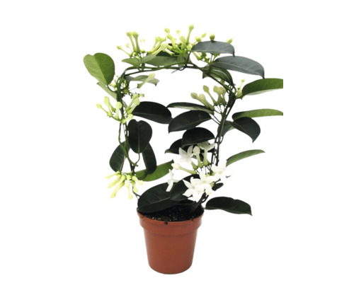 Stephanotis floribunda Kranzschlinge im Topf mit Rankhilfe und weißen Blüten.