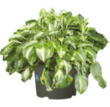 Funkie Hosta mit grün-weiß panaschierten Blättern im dunklen Pflanztopf mit dem Umweltsiegel Blauer Engel.