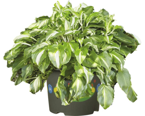 Funkie Hosta mit grün-weiß panaschierten Blättern im dunklen Pflanztopf mit dem Umweltsiegel Blauer Engel.