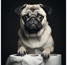 Mops mit seinen Pfoten auf drei Rollen Toilettenpapier.