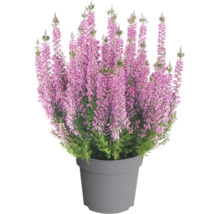 Besenheide Calluna vulgaris im Topf mit vielen aufrechten rosafarbenen Blütenständen.
