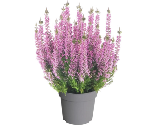 Besenheide Calluna vulgaris im Topf mit vielen aufrechten rosafarbenen Blütenständen.