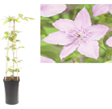 Waldrebe Clematis in einem schwarzen Pflanztopf mit einer Rankhilfe aus Bambus und einer Detailaufnahme der violetten Blüte.