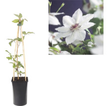 Clematis im Topf mit Holzrankhilfe und Detailaufnahme einer weißen Blüte mit purpurfarbenem Zentrum.