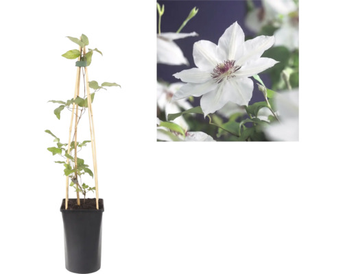 Clematis im Topf mit Holzrankhilfe und Detailaufnahme einer weißen Blüte mit purpurfarbenem Zentrum.