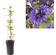 Clematis Kletterpflanze im schwarzen Topf mit Holzrankhilfe sowie eine Nahaufnahme ihrer violetten gefüllten Blüte.