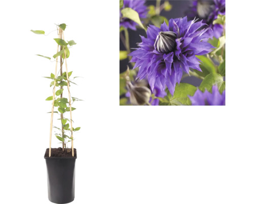 Clematis Kletterpflanze im schwarzen Topf mit Holzrankhilfe sowie eine Nahaufnahme ihrer violetten gefüllten Blüte.