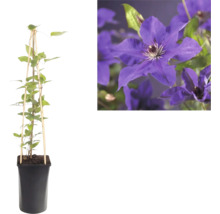 Waldrebe Clematis im Topf mit Rankhilfe aus Bambus und Nahaufnahme der violetten Blüten.