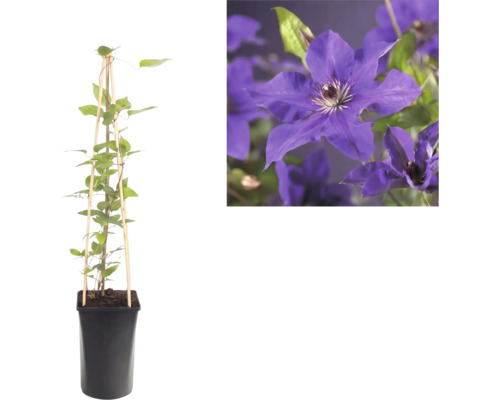 Waldrebe Clematis im Topf mit Rankhilfe aus Bambus und Nahaufnahme der violetten Blüten.