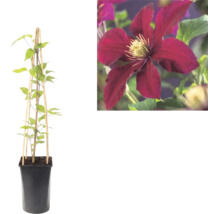 Clematis Waldrebe im Topf mit hölzerner Rankhilfe und Nahaufnahme einer dunkelroten Blüte.