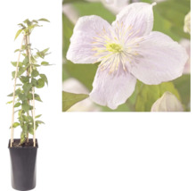 Clematis Kletterpflanze im Topf mit Rankhilfe aus Holz und Detailaufnahme der Blüte.