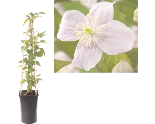 Clematis Kletterpflanze im Topf mit Rankhilfe aus Holz und Detailaufnahme der Blüte.