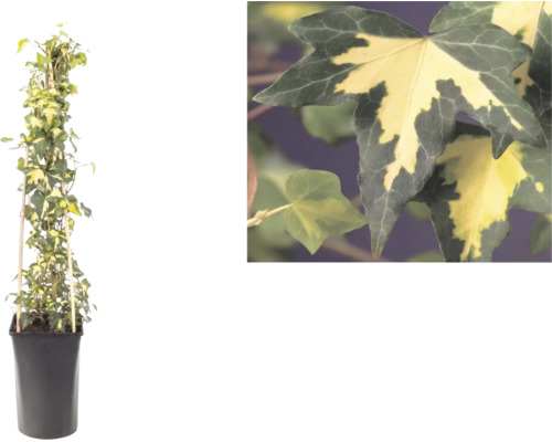 Panaschierter Efeu, Hedera helix, an einer Bambuskletterhilfe im Topf mit einer Detailansicht der zweifarbigen Blätter.