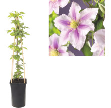 Clematis Waldrebe im Topf mit Kletterhilfe aus Bambus und Detailaufnahme der rosa-weiß gestreiften Blüten.