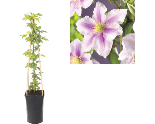 Clematis Waldrebe im Topf mit Kletterhilfe aus Bambus und Detailaufnahme der rosa-weiß gestreiften Blüten.