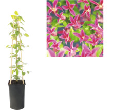 Clematis im schwarzen Pflanztopf mit Bambusspalier und Detailansicht der rosa Blüten.