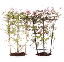 Zwei blühende Clematis Pflanzen in Töpfen mit Rankhilfen aus Bambus und Kunststoff.