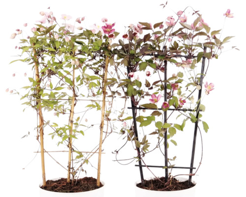 Zwei blühende Clematis Pflanzen in Töpfen mit Rankhilfen aus Bambus und Kunststoff.