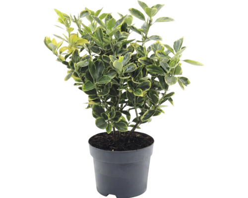 Japanischer Spindelstrauch Euonymus japonicus im Kunststofftopf mit gelb-grün panaschierten Blättern.