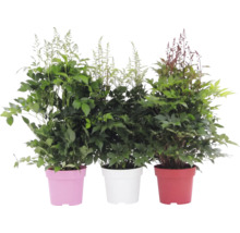 Drei Astilbe Prachtspieren in Töpfen, Gartenpflanzen mit grünem Laub und hohen, gefiederten Blütenrispen.