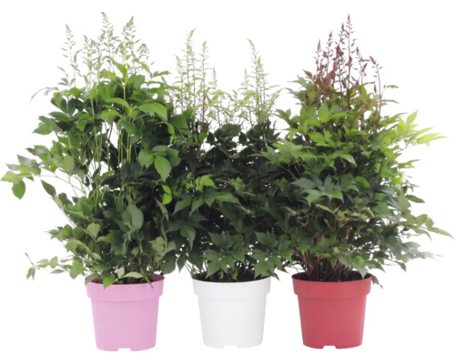 Drei Astilbe Prachtspieren in Töpfen, Gartenpflanzen mit grünem Laub und hohen, gefiederten Blütenrispen.