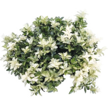 Japanischer Spindelstrauch Euonymus japonicus mit panaschierten Blättern.
